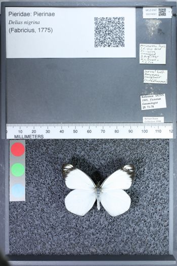 Media type: image;   Entomology 74561